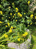 Moutarde des champs (photo Mrugala F., Voiron, oct 2023)(1)